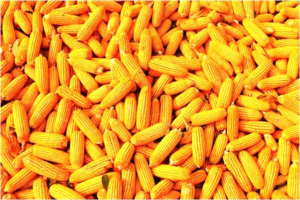 夢到了自己懷了個女孩有什麼寓意嗎_周公解夢官網