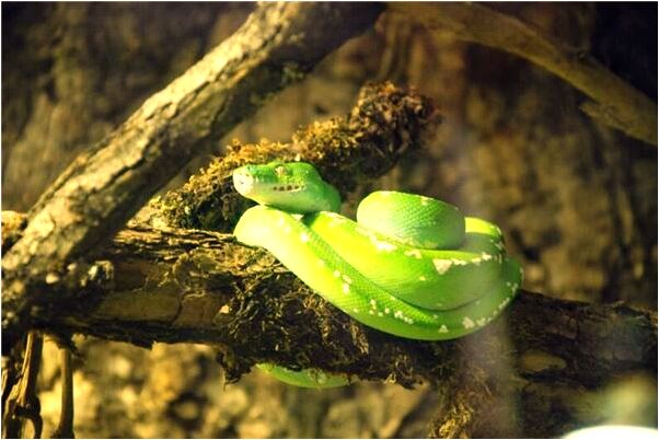 夢到妹妹嫌工作壓力大怎么說_周公解夢官網