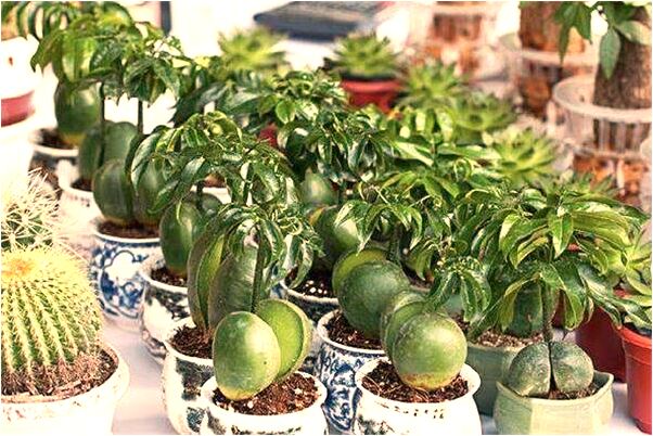 夢到多年的男同學怎么樣_周公解夢官網