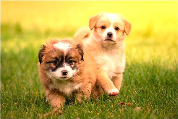 夢到了吃桑食怎么回事_周公解夢官網