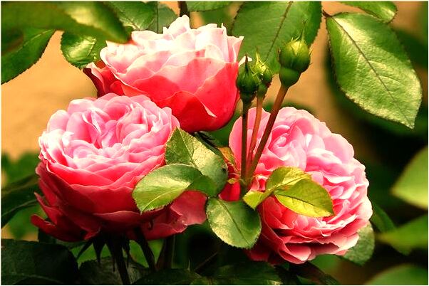 夢見自己的鞋子沾滿了泥什麼寓意_周公解夢官網