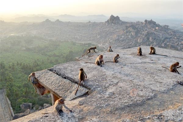 夢見很多猴子_周公解夢