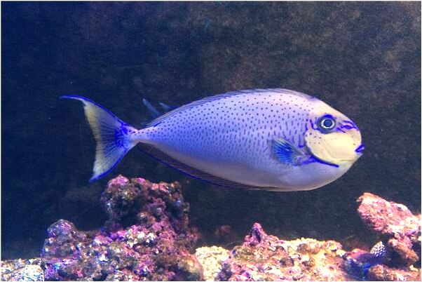 夢到跟別人搶小女孩是什麼預兆？_周公解夢官網