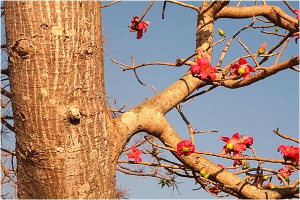 夢見蝴蝶落別人肩上會是什麼預兆_周公解夢官網