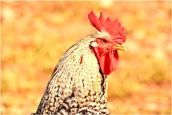 夢到了河流中有大肉會有什麼預兆_周公解夢官網