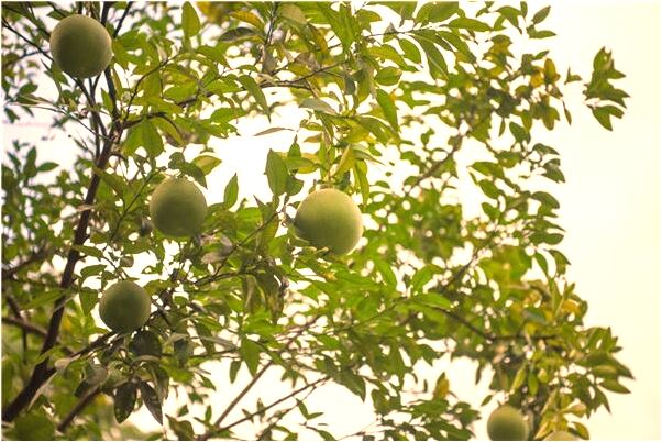 夢見自己釣八條魚有什麼含義_周公解夢官網