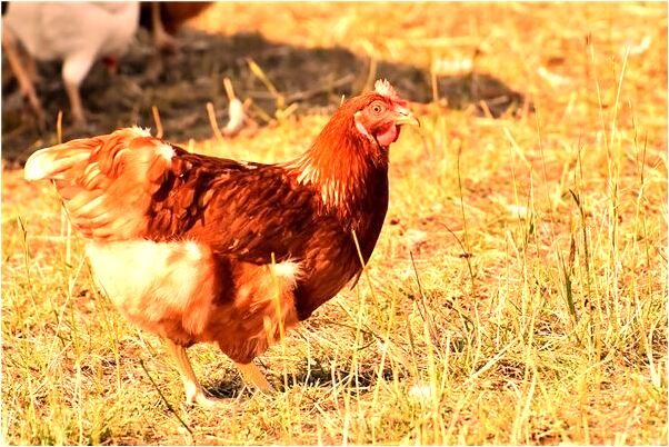 夢到弟弟吃速食麵是什麼徵兆_周公解夢官網