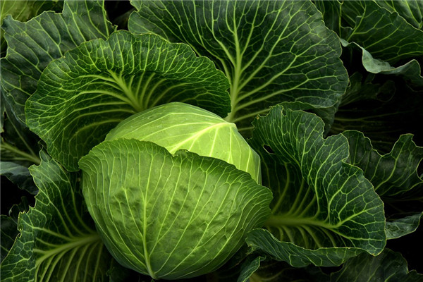 夢見賣白菜是什麼意思_周公解夢