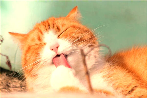 夢到了兒子犯病的預兆_周公解夢官網