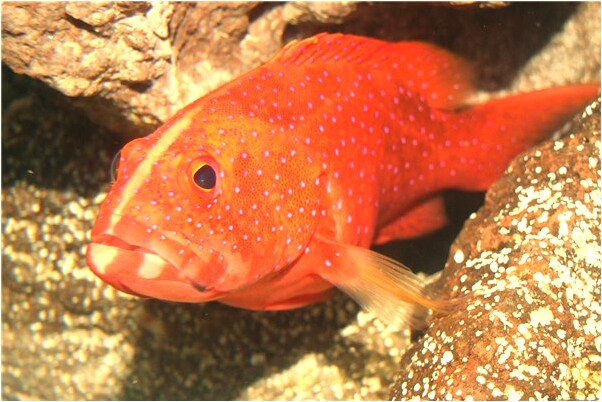 夢到有人賣驢肉是啥意思_周公解夢官網