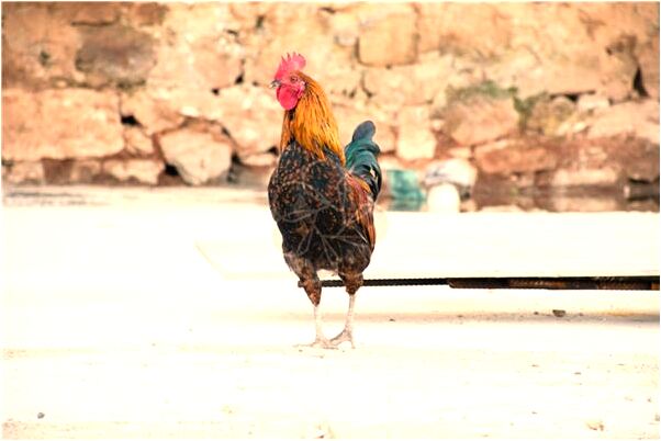 夢見家中小水被偷的預兆_周公解夢官網