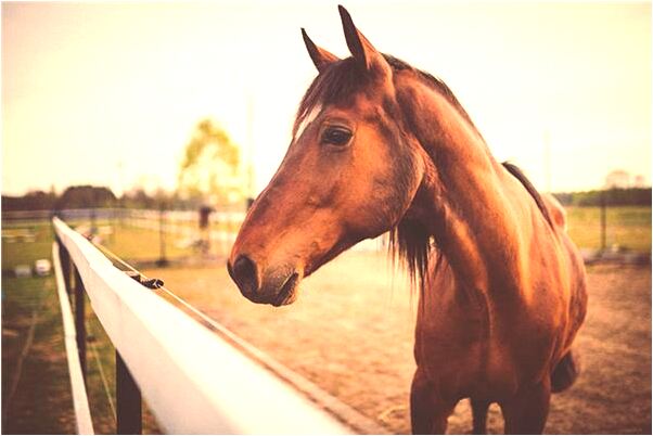 夢見自己病的快死了怎么樣_周公解夢官網