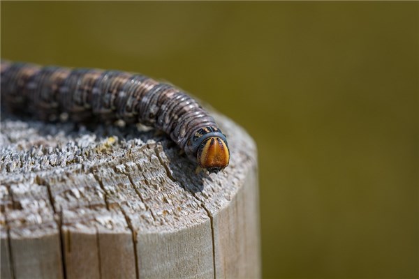 夢到吐蛔蟲是凶兆還是吉兆_周公解夢
