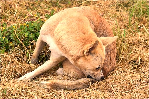 夢到回我對象家有何寓意_周公解夢官網