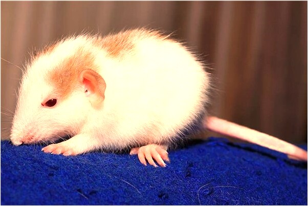 夢到有人送雞有什麼寓意嗎？_周公解夢官網