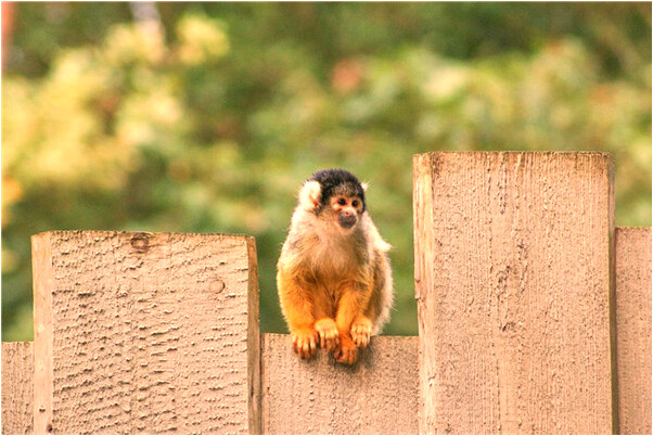 夢見別人死後人跳井是吉兆嗎?_周公解夢官網