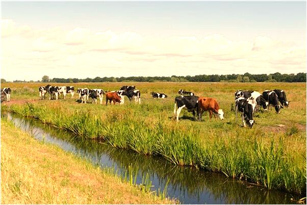 夢到自己是通緝犯被追殺是什麼徵兆_周公解夢官網