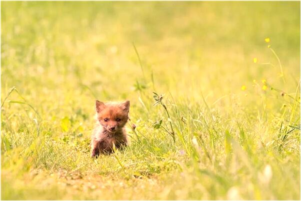 夢到哄小侄子玩蹺蹺板是啥意思_周公解夢官網
