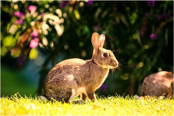 夢到了死去的嬰兒代表著什麼_周公解夢官網