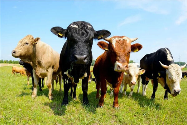 屬牛的男人性格好不好_十二生肖