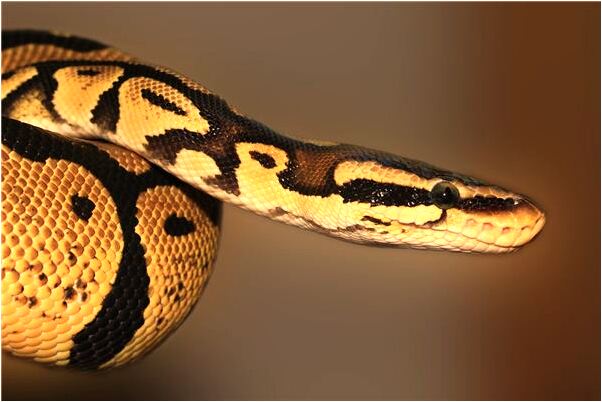 夢到了拉動火車預示什麼_周公解夢官網