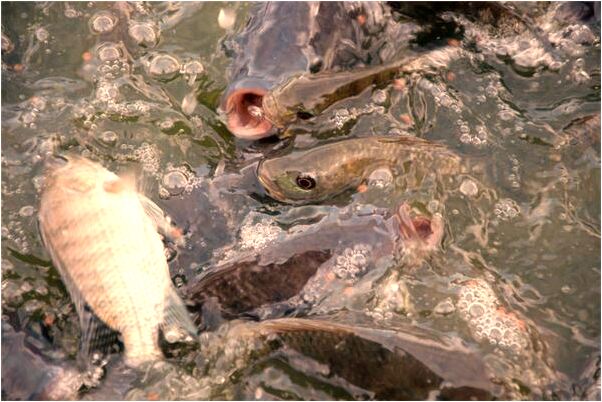 夢到了割破手指流血了怎么回事_周公解夢官網