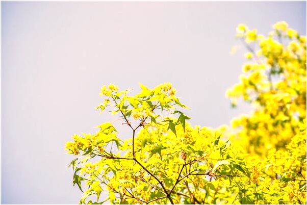 夢見夢情人被殺死有什麼意思_周公解夢官網