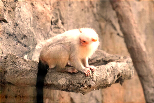 夢到了縮印手術意味著什麼_周公解夢官網