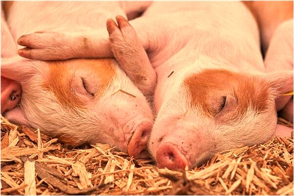 夢到了房子冒青煙是吉兆嗎?_周公解夢官網