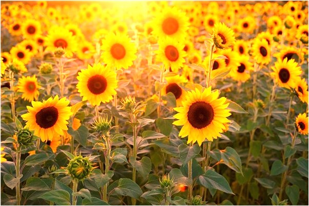 夢到了女兒借我白色車開我沒同意怎么說_周公解夢官網