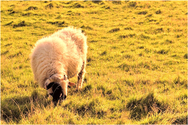 夢到了自己的母親重病預示著什麼_周公解夢官網