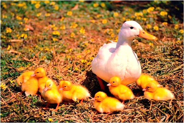 夢見男性陰莖是什麼兆頭_周公解夢官網