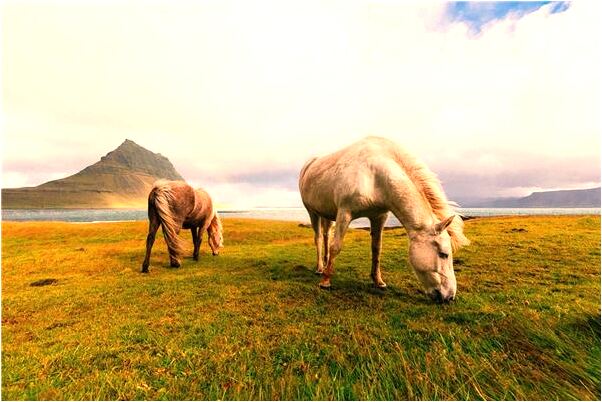 夢見山上的樹鬱鬱蔥蔥是什麼徵兆_周公解夢官網