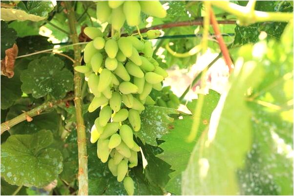 夢到了一隻快生的豬有何寓意_周公解夢官網