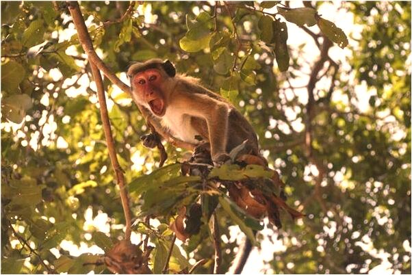 夢見摘好多熟透了的棗是咋回事_周公解夢官網
