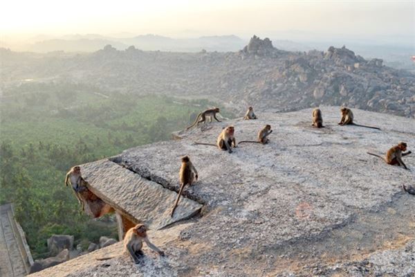 夢見很多猴子_周公解夢