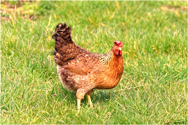 夢見父母因感情的事吵架預示了什麼_周公解夢官網