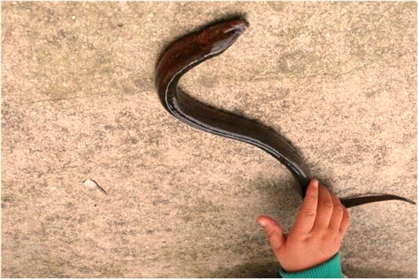 夢見把一個人摔死是什麼預兆_周公解夢官網