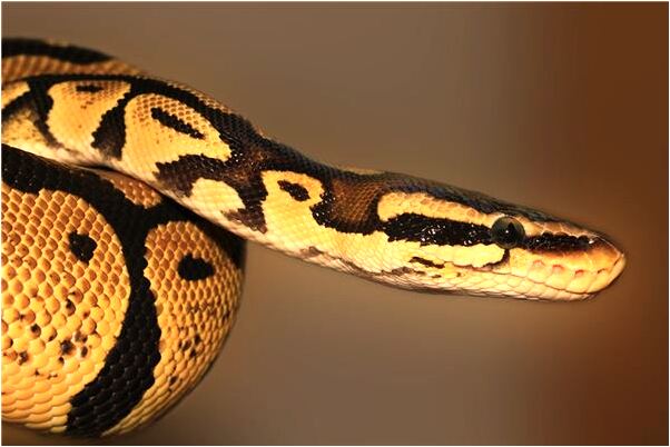 夢到了冰和水就像在南極啥意思_周公解夢官網