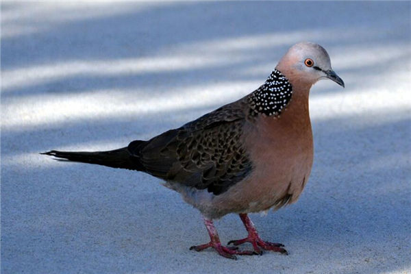 想像珍珠鳥會夢到什麼_周公解夢