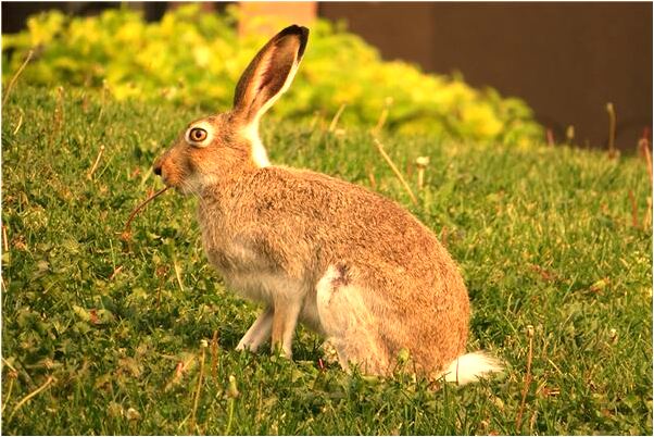 夢見夢被貓咬怎么回事_周公解夢官網