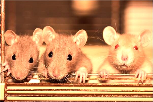 夢到了拔了右邊上下各半排牙是啥意思_周公解夢官網