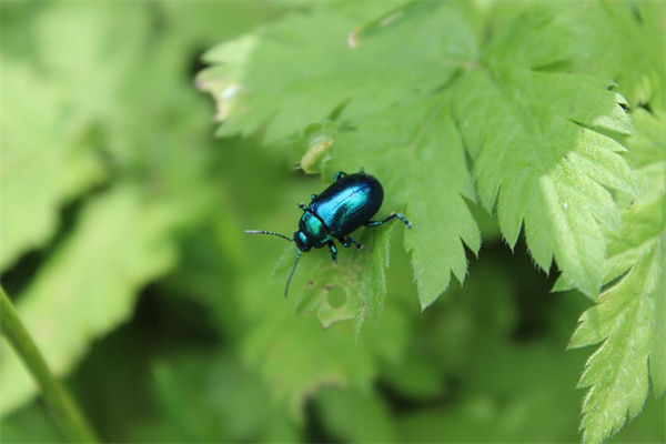 夢見很多小蟲子預示著什麼_周公解夢