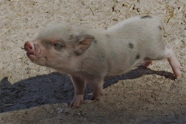 夢到了豬叫有什麼寓意嗎_周公解夢