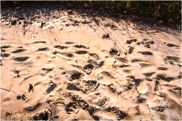 夢到爬山摘野果子吃是凶兆還是吉兆_周公解夢官網