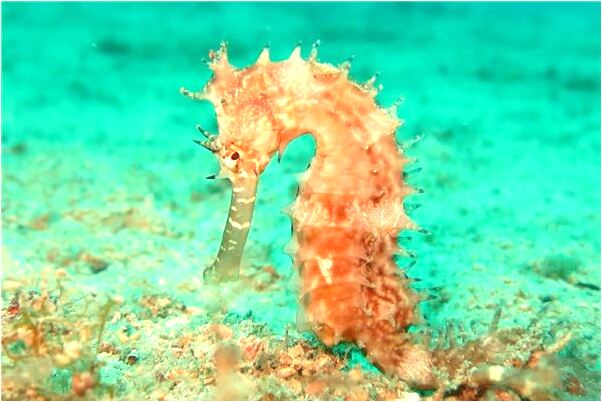 夢見剛出生小孩死了會是什麼預兆_周公解夢官網