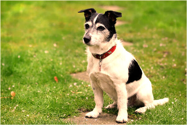 夢見自己抬轎是什麼預兆？_周公解夢官網