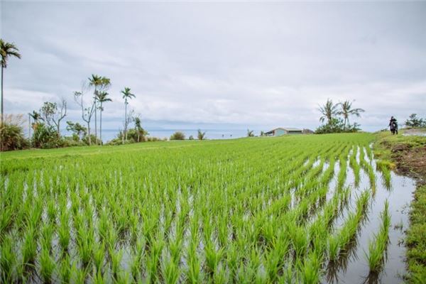 夢見栽秧苗是什麼意思_周公解夢