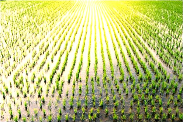 夢見一隻狼向我跑來預兆了什麼嗎_周公解夢官網