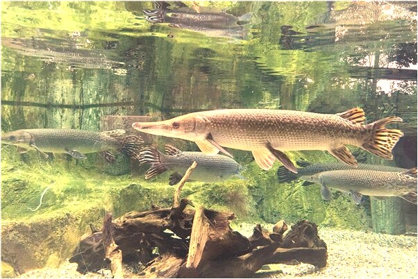 夢到了背了一背的老鼠是怎么回事_周公解夢官網